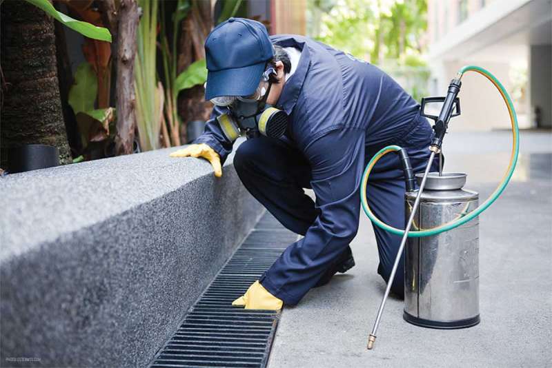 effective pest control in East Worcester