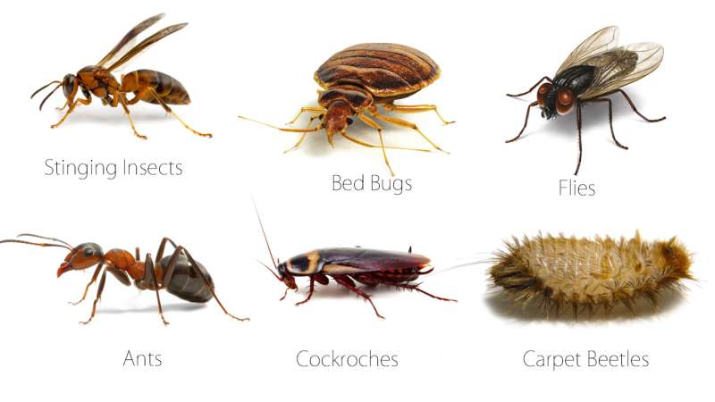 garden pest control in Merrill