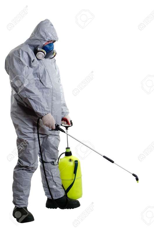pest control bees in Scottown spider pest control in Scottown