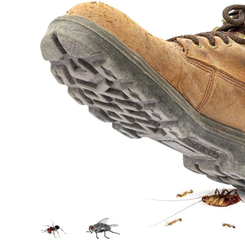 professional pest control in Summer Lake fly pest control in Summer Lake