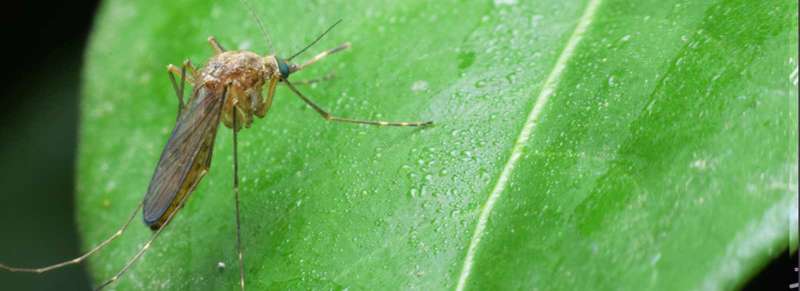 integrated pest control in Jobstown