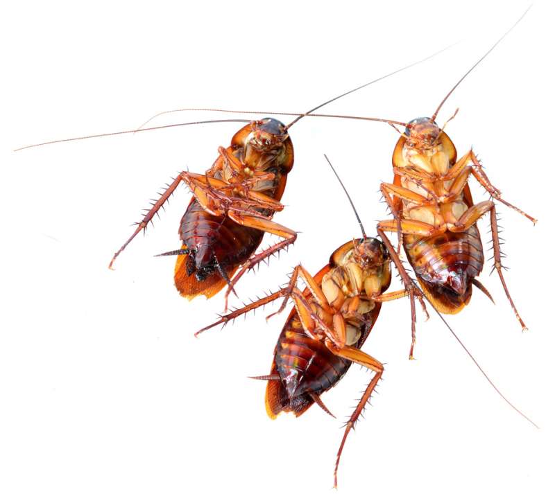 commercial pest control services in Glennville