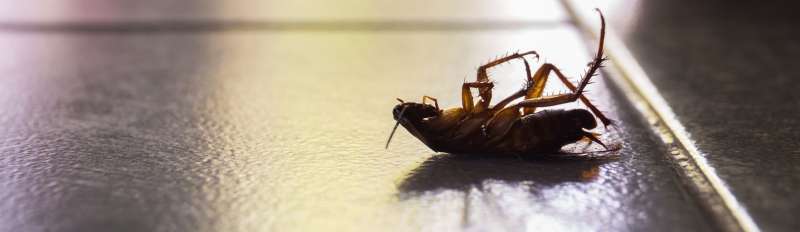 pest control online in Sterling