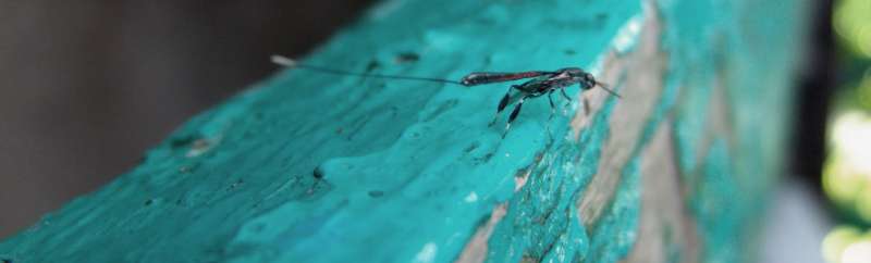 plant pest control in Cleveland effective pest control in Cleveland