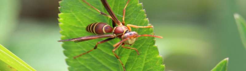 rose pest control in East Liverpool