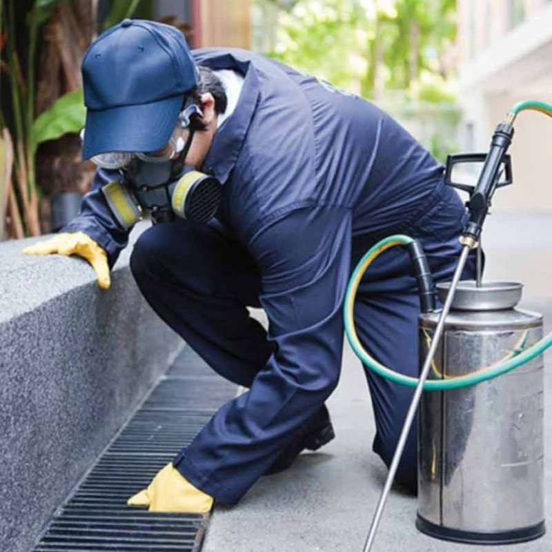 bug out pest control in East Worcester