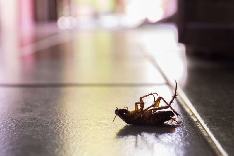 indoor pest control in Westerville