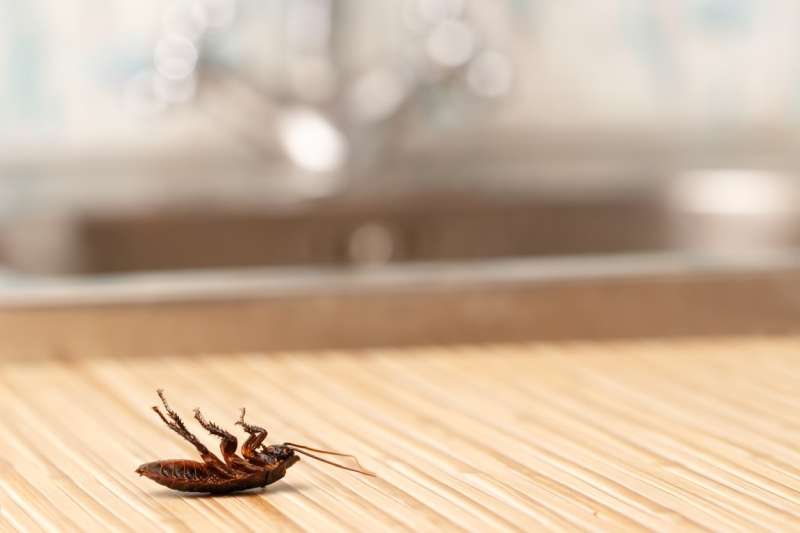 flick pest control in Proctorville
