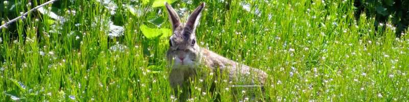 pest control specialists in Topsham licensed pest control in Topsham