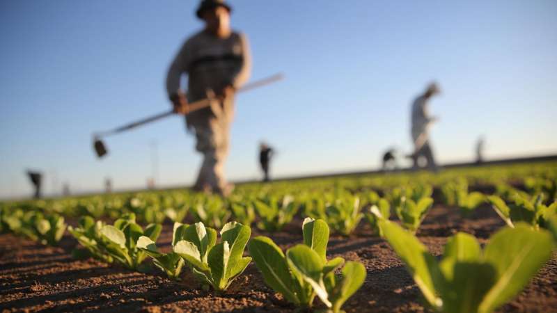 wasp pest control in Walters