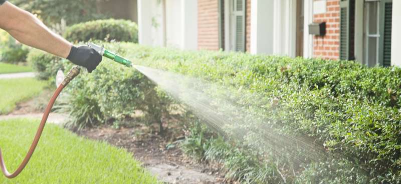 reliable pest control in Rossville bat pest control in Rossville