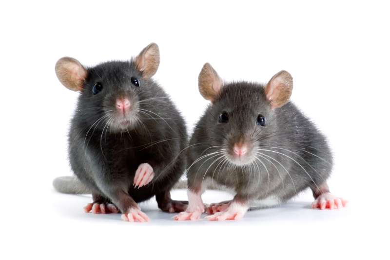 quality pest control in Shingleton