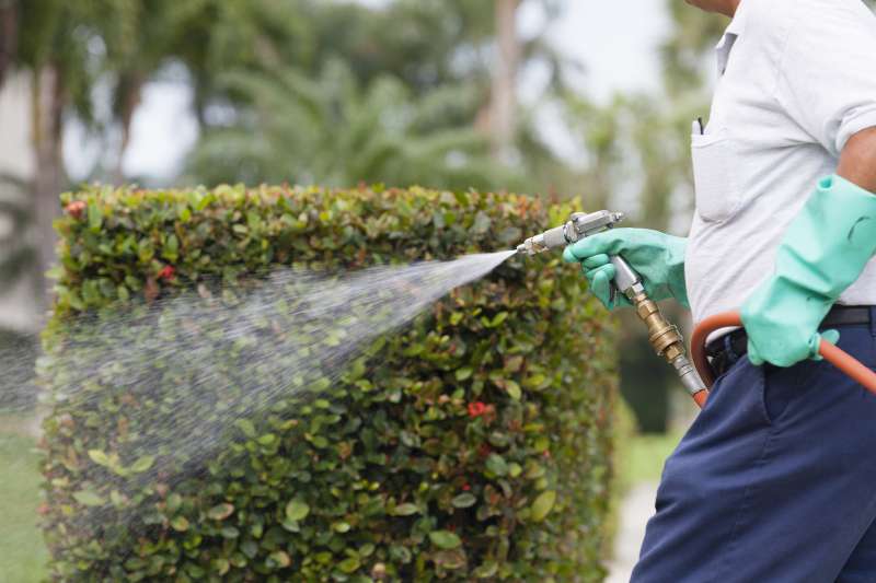 pest control for spiders in Geneseo