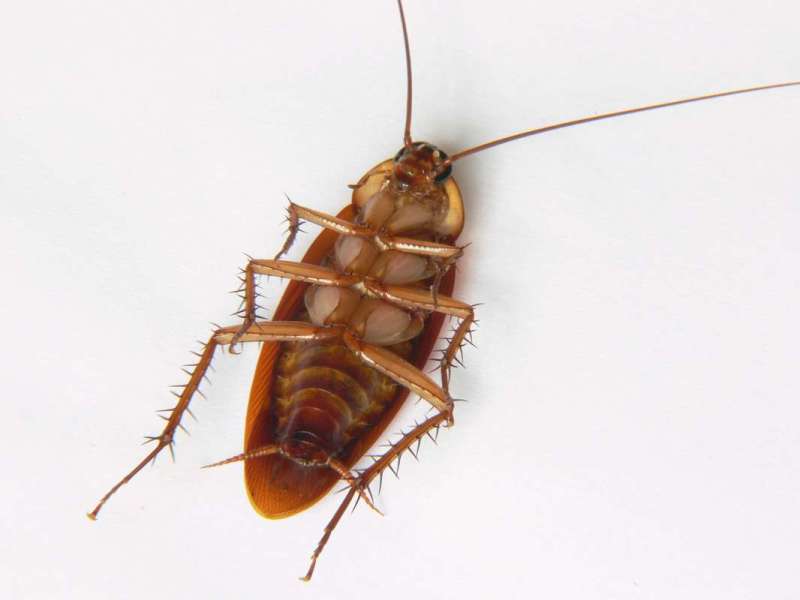 pest free pest control in Oakley pest management services in Oakley