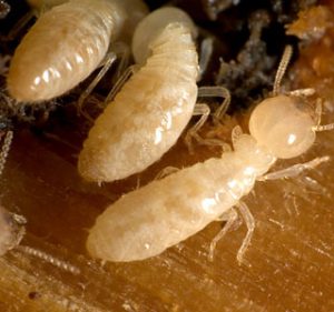 Worker Eastern subterranean termite